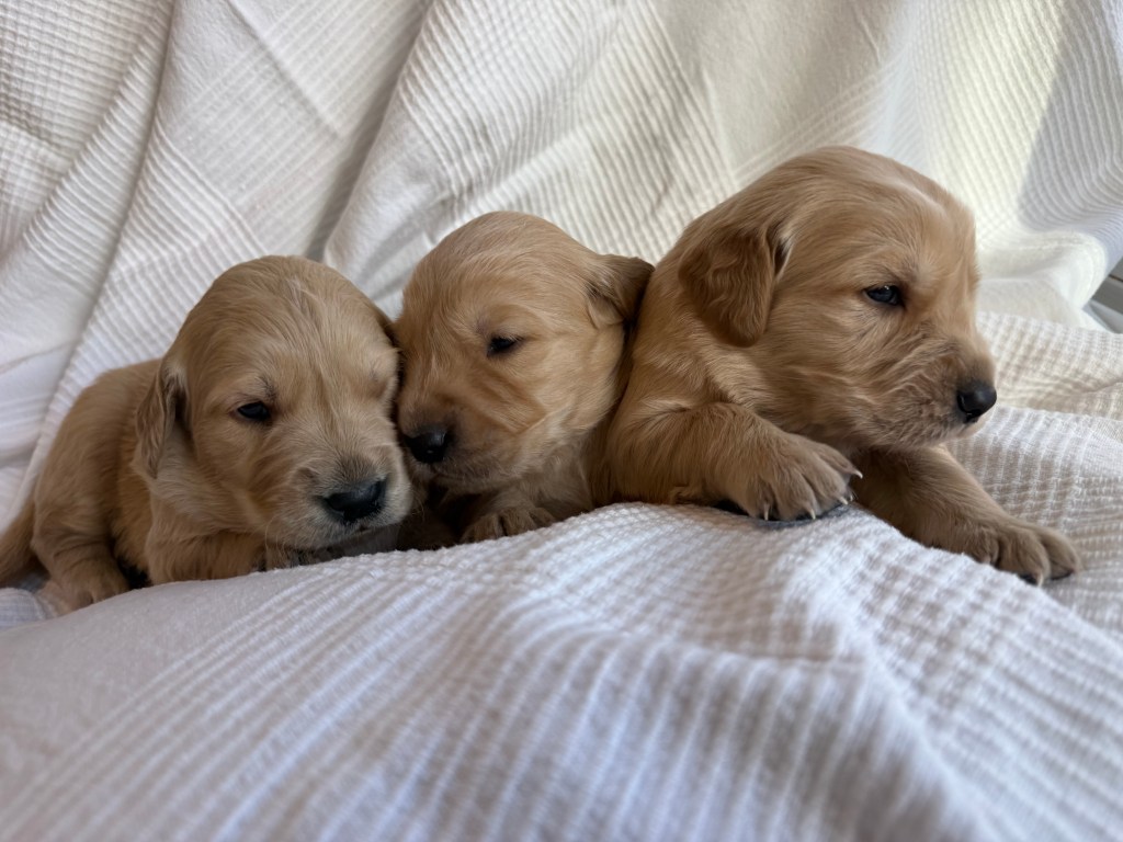 Three male golden retriever puppies